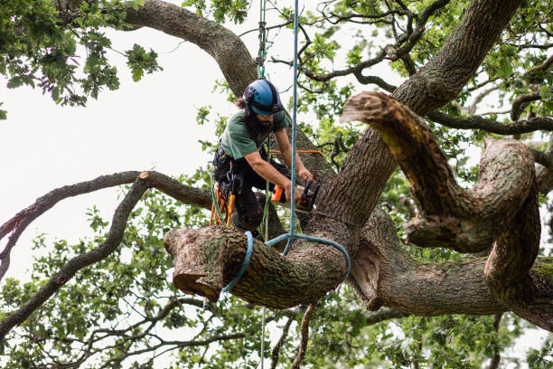 Best Tree Cabling and Bracing  in Blauvelt, NY