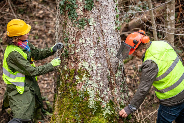 How Our Tree Care Process Works  in  Blauvelt, NY