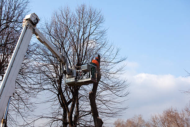 Trusted Blauvelt, NY Tree Care Experts